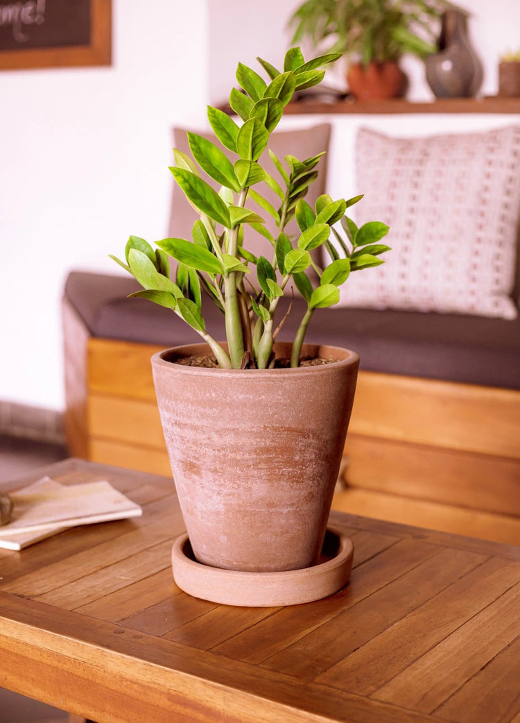 Concrete Washed Terracotta Planter - Saltbox Sash